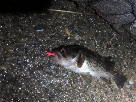 根魚の反応良好